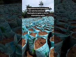 HOW TO GROW YAMS IN SACKS REGISTRATION HAS COMMENCED