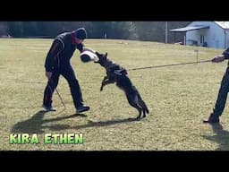 Krypto, Kira & Kryptonite Ethen - 6 months old / IGP puppy protection training