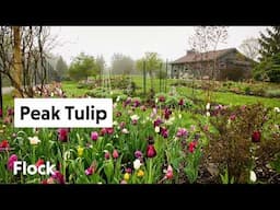 Spring COTTAGE GARDEN Stroll and TULIP Tour  — Ep. 306