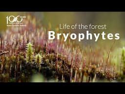 The life of the forest. Bryophytes