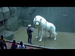 They Brought Back This Extinct Wolf After 13,000 Years