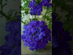 이 꽃, 대체 뭐야?! ❄️배란다의 겨울 혹한을 버틴 식물의 반전 #하쿠의정원