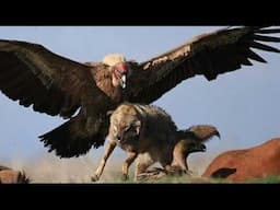 10 GIANT BIRDS THAT COULD END YOUR LIFE!