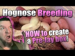 How to create an egg Pre-lay box! Hognose Care!