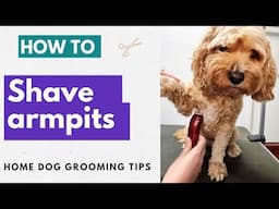 How To Shave Your Dog's Armpits At Home