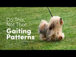 Common Mistakes When Gaiting Your Dog