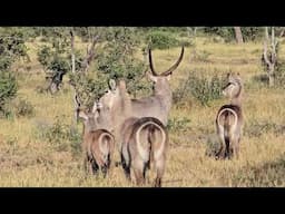 Waterbuck Family Herd in the Open Savannah  Bull, Cow & Calves Grazing in Kruger Park. #safari