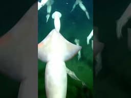 Meet the Humboldt squid! #MBARIFromTheVault