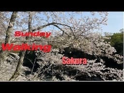 A Sunday Walk Around the Ryokuchi Park