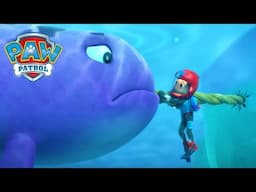Narwhal Rescue! - PAW Patrol Episode - Cartoons for Kids