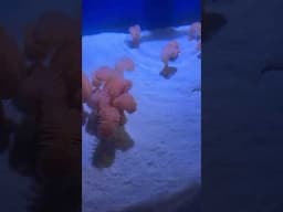 Sea pen #ripleys #aquarium