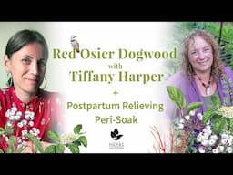 Red Osier Dogwood with Tiffany Harper + Postpartum Relieving Peri-Soak