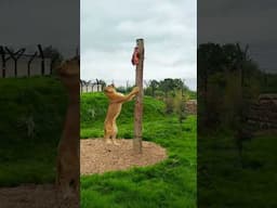 Playful Rescued Lioness Vanda does a Pole Feed! #thebigcatsanctuary #lions #wildliferescue