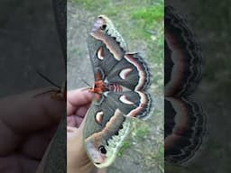 Giant moth: Hyalophora cecropia female