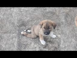 Poor Puppy Cried, Dragged His Heavy Body to a Villager's House Begging For Help
