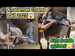 Deadly chand bail qurbani 2025😱| without rope challenge🙄