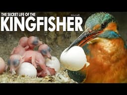 Secret Life of the Kingfisher | Discover Wildlife | Robert E Fuller