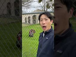 I speak Turkey. #turkey #turkeyvlogs #turkeycall