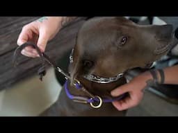 How to Back Up Your Prong Collar with a Slip Tab Leash