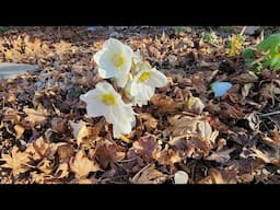 Hellebore Garden Spring Clean Up 🌿🌺🌿