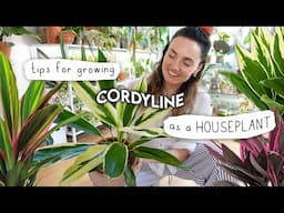 How To Make Cordyline Florish (as a houseplant!) 🌿 Cabbage Palm / Hawaiian Ti Plant Care Tips