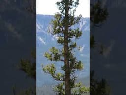 Strange Creature Captured on Camera near Farm Creek of Uinta Mountains #skinwalker #bigfoot