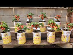 Recycle milk bottles into a garden of baby tomatoes full of fruit right at home