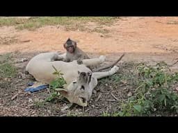 Nahu and Kiki are two best friends who play together