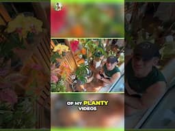 Monstera Albo Growth Secrets: Get Ready For Variegated Leaves!
