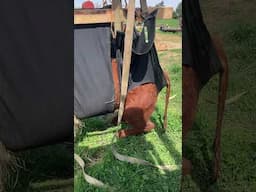 Calving paralysis sling design #southpoll #cattle #homestead