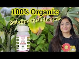 🔴HOW TO SAVE YOUR PLANTS FROM PEST- PLANT PROTECTOR/ Best Organic insecticide for plants किटनाशक