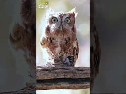 Owl Legs Look Like Human Legs🦵