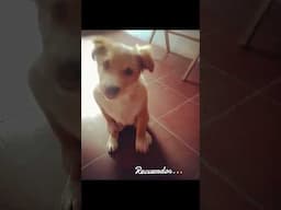 Akira 🐶 #perritafeliz #recuerdos #IA