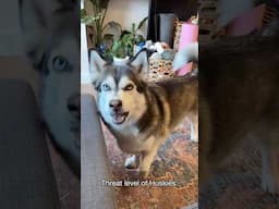 Husky Expectations / Reality🤣 Husky are the Queens of Drama | Huskies are pro at saying NO #husky