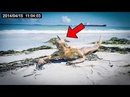 60 CLEAREST Cryptid Encounters Even Skeptics Can't Deny!