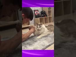 அடிங்கு சுண்டெலி பயலே‼️🤣💪🤣 #catfunny #funny #animaldubbingvideos