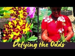 The Dendrobium Orchid Whisperer Defying the ODDS