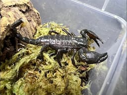 Pandinus imperator, Emperor Scorpion  New home