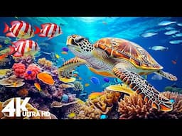 Underwater Wonders 4K | Marvel at Sea Animal in The Best 4K Aquarium 🐳 Ocean Relaxation Film