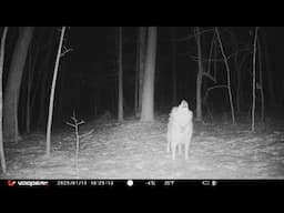 Trail Camera Footage - How many different animals are in the backyard? -Guard Dog at Work-