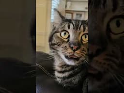 Kitty reaction when we return from any vacation away