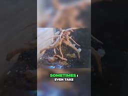 Creating a Natural Aquarium with Spiderwood & Botanicals