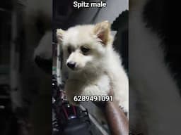 #dogshorts #dogvideos #dogmarket #dogbabysele#abbirdsanddoglovers
