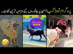 Funniest Scenes of Qurbani Animals On Eid UL Adha 😅😜 | funny qurbani videos