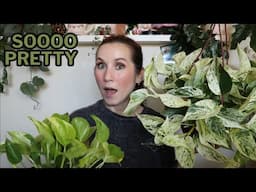 I Bought 3 Beautiful NEW Pothos!
