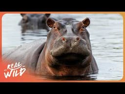 You Won’t Believe What’s Hiding Inside These Giants | Inside Nature's Giants
