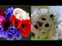 Harvesting (Cutting) and Deadheading Anemones