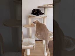 Safe to say the cats were pretty excited about their new cat tower from ​⁠@happyandpolly 🐈🤍🐈‍⬛