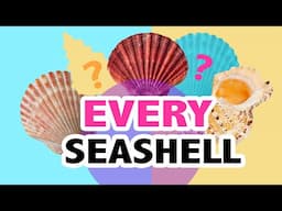 EVERY Seashell I've Ever Painted