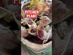 Pitcher plant ginagamit pang wrap ng food sa ibang tribes sa Barlig, Mountain Province.